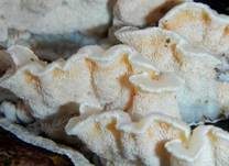Orangeporiger Knorpelporling, Foto 17