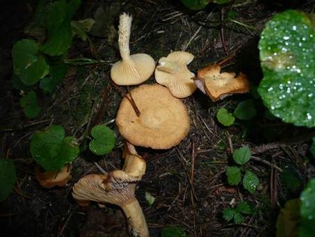 Oranger Gebirgsmilchling, Foto 2