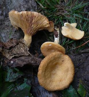 Oranger Gebirgsmilchling, Foto 3