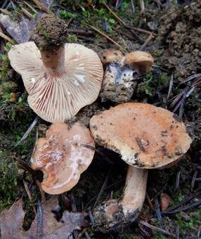 Oranger Gebirgsmilchling, Foto 5