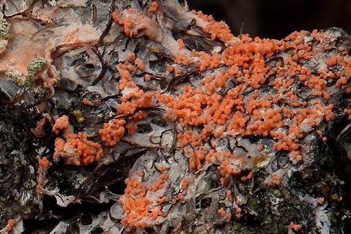 Oranger Rosarindenpilz, Foto 3