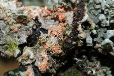 Oranger Rosarindenpilz, Foto 12