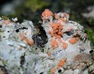 Oranger Rosarindenpilz, Foto 13