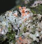 Oranger Rosarindenpilz, Foto 14