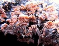 Oranger Rosarindenpilz, Foto 6