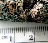 Oranger Rosarindenpilz, Foto 9