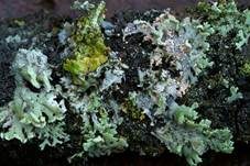 Oranger Rosarindenpilz, Foto 10