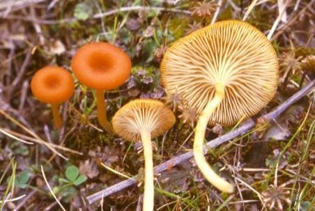 Orangerote Loreleia, Foto 2