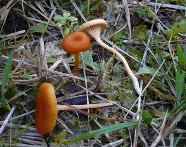 Orangerote Loreleia, Foto 3