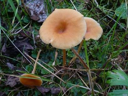 Orangerote Loreleia, Foto 4
