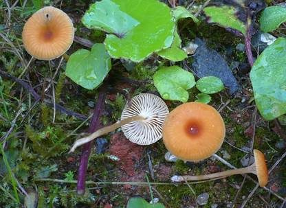 Orangerote Loreleia, Foto 5