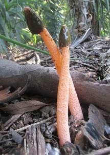 Orangerote Stinkmorchel, Foto 3