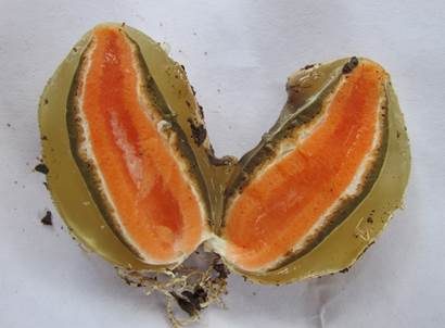 Orangerote Stinkmorchel, Foto 5