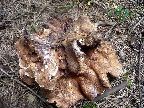 Orangeroter Braunsporstacheling, Foto 2