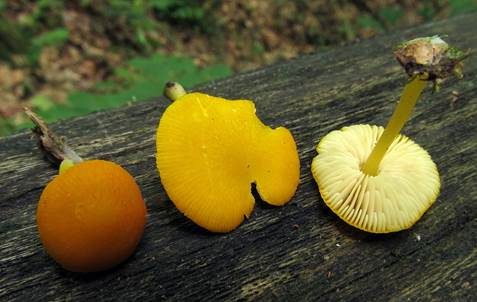 Orangeroter Dachpilz, Foto 3
