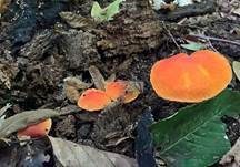 Orangeroter Dachpilz, Foto 6