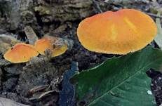Orangeroter Dachpilz, Foto 8