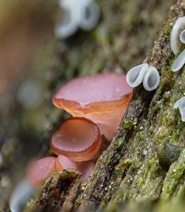 Orangeroter Gallertbecher, Foto 3