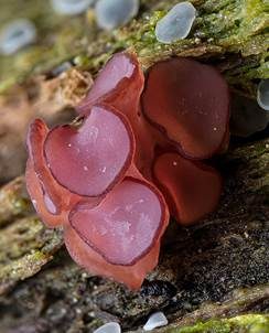 Orangeroter Gallertbecher, Foto 4