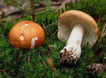 Orangeroter Graustieltäubling, Foto 2