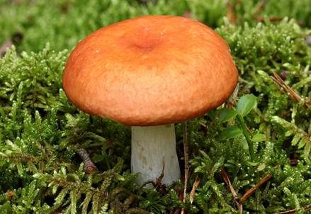 Orangeroter Graustieltäubling, Foto 3