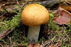 Orangeroter Graustieltäubling, Foto 13
