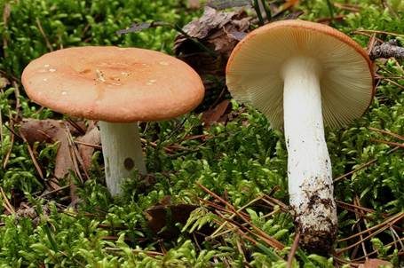 Orangeroter Graustieltäubling, Foto 4
