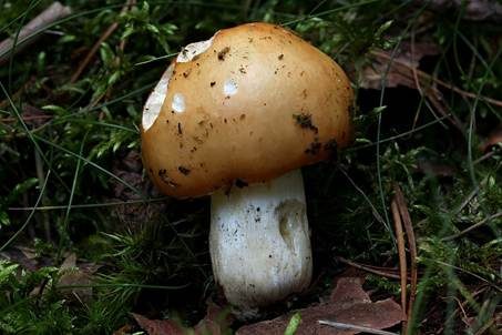 Orangeroter Graustieltäubling, Foto 5
