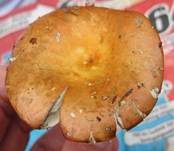 Orangeroter Graustieltäubling, Foto 33