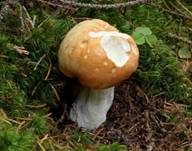 Orangeroter Graustieltäubling, Foto 6
