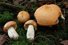 Orangeroter Graustieltäubling, Foto 10