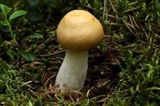 Orangeroter Graustieltäubling, Foto 11