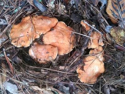 Orangeroter Gürtelfuß, Foto 4