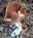 Orangeroter Gürtelfuß, Foto 6