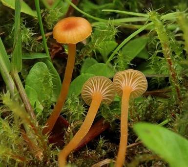 Orangeroter Heftelnabeling, Foto 3