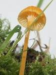 Orangeroter Heftelnabeling, Foto 13
