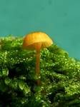 Orangeroter Heftelnabeling, Foto 14
