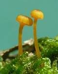 Orangeroter Heftelnabeling, Foto 15