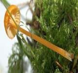 Orangeroter Heftelnabeling, Foto 16
