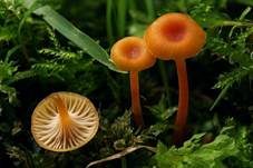 Orangeroter Heftelnabeling, Foto 22