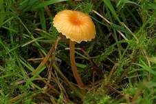 Orangeroter Heftelnabeling, Foto 23