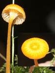 Orangeroter Heftelnabeling, Foto 24