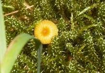 Orangeroter Heftelnabeling, Foto 26