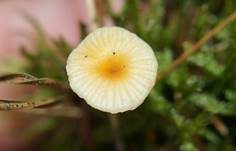 Orangeroter Heftelnabeling, Foto 30