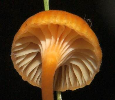 Orangeroter Heftelnabeling, Foto 5