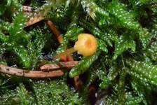 Orangeroter Heftelnabeling, Foto 32