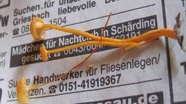 Orangeroter Heftelnabeling, Foto 33