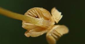 Orangeroter Heftelnabeling, Foto 36