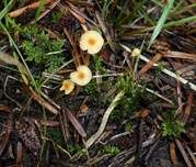Orangeroter Heftelnabeling, Foto 37