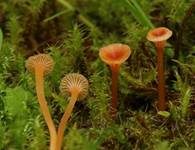 Orangeroter Heftelnabeling, Foto 38